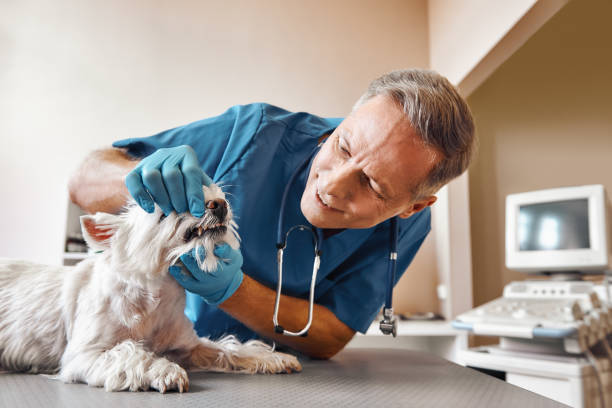 Best Emergency Root Canal Treatment in Chester, IL